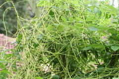 Cuscuta reflexa